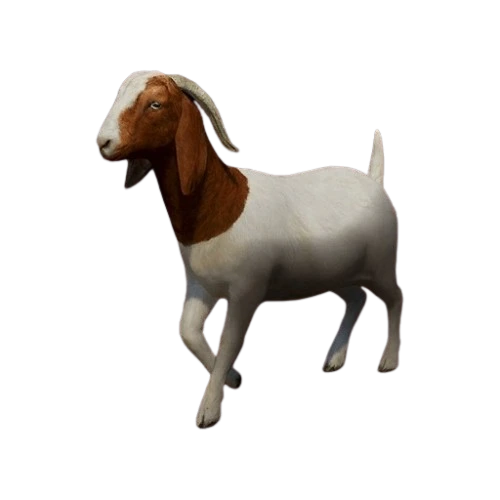 Boer Goat